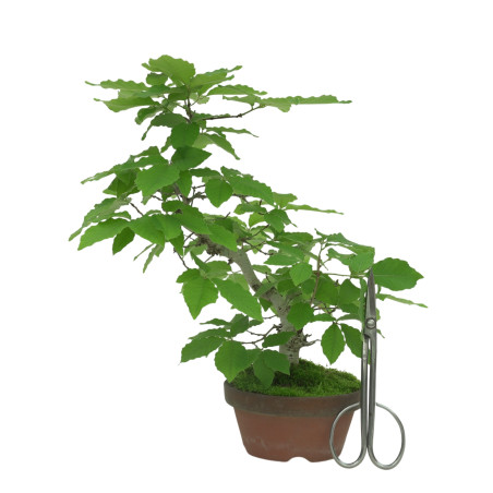 QUERCUS SERRATA IB18