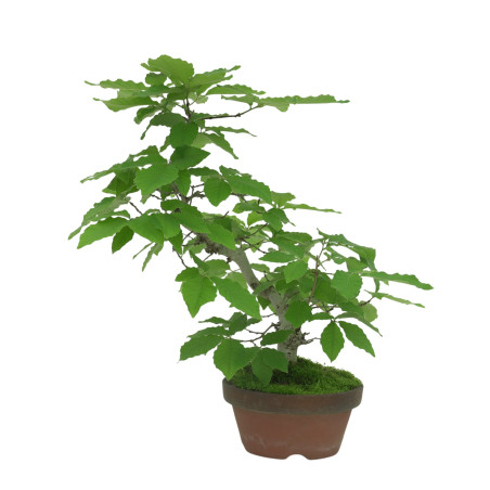 QUERCUS SERRATA IB18