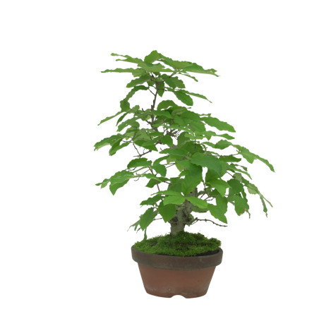 QUERCUS SERRATA IB18