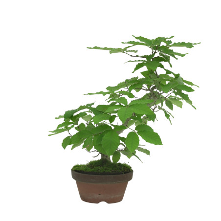 QUERCUS SERRATA IB18