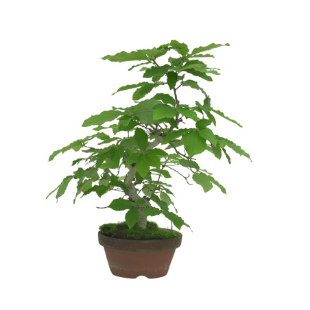 QUERCUS SERRATA IB18