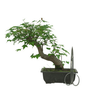 ACER BUERGERIANUM IB84