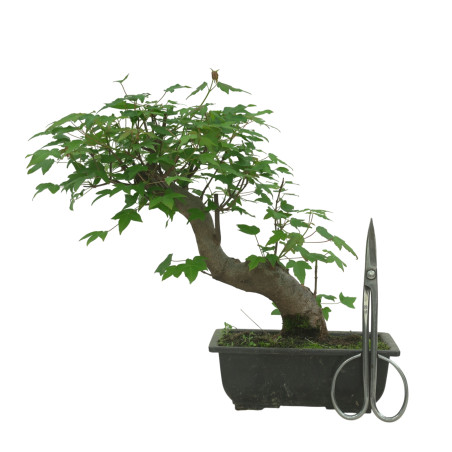 ACER BUERGERIANUM IB84