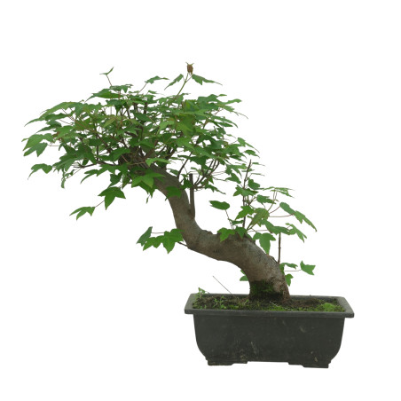 ACER BUERGERIANUM IB84