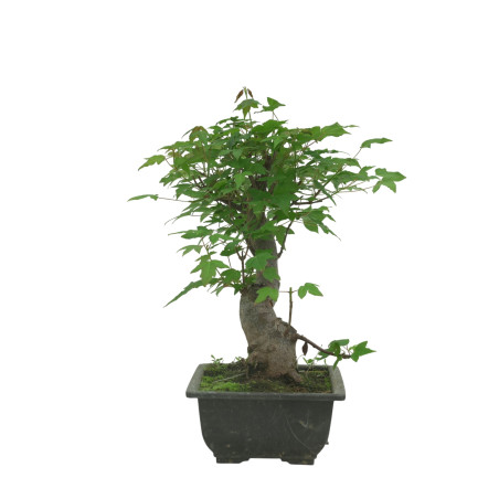 ACER BUERGERIANUM IB84