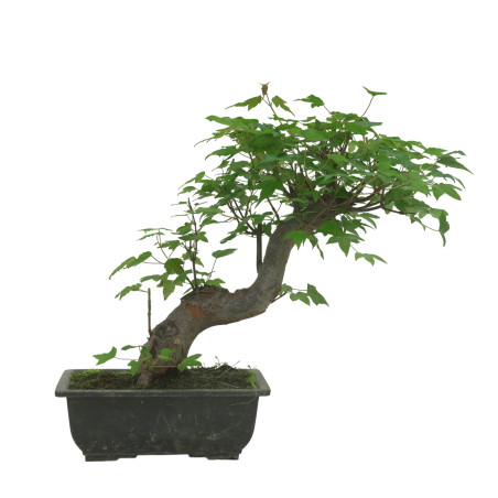 ACER BUERGERIANUM IB84