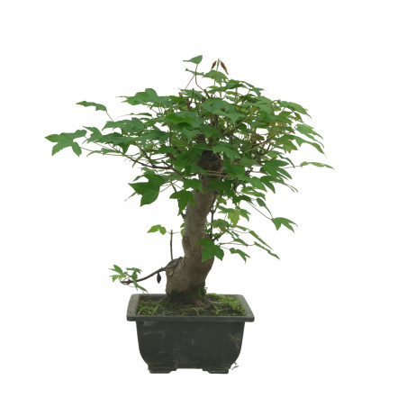 ACER BUERGERIANUM IB84