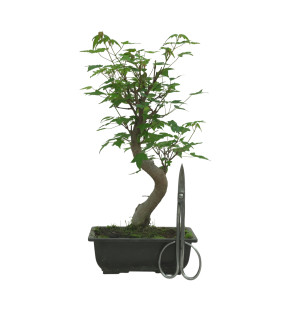 ACER BUERGERIANUM IB83