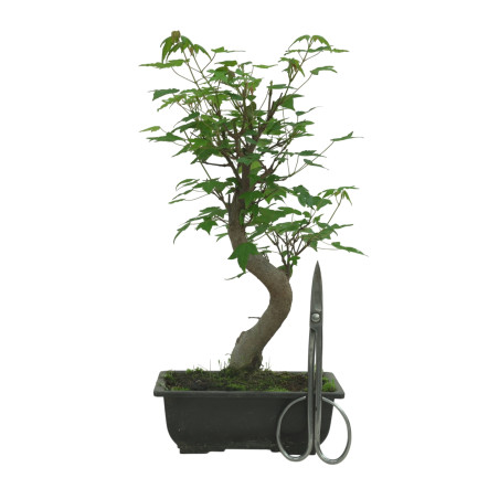 ACER BUERGERIANUM IB83