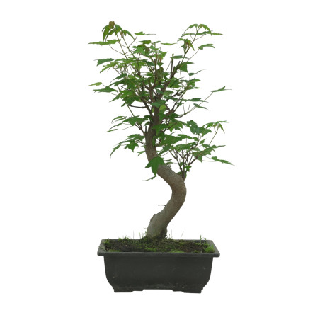 ACER BUERGERIANUM IB83