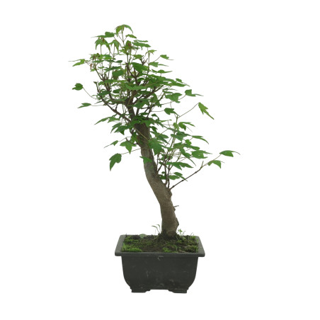 ACER BUERGERIANUM IB83