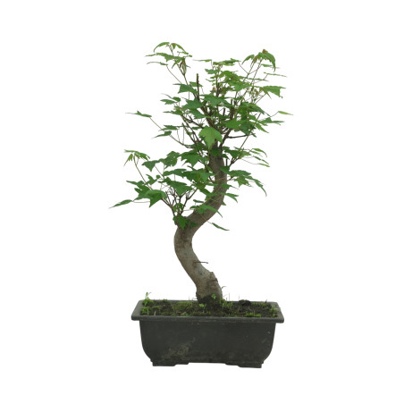 ACER BUERGERIANUM IB83