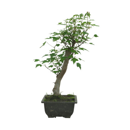 ACER BUERGERIANUM IB83