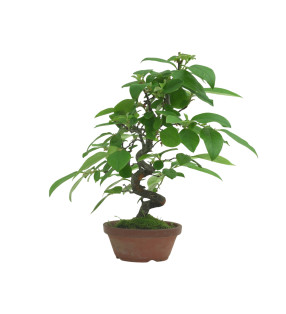 CHAENOMELES SINENSIS IB82