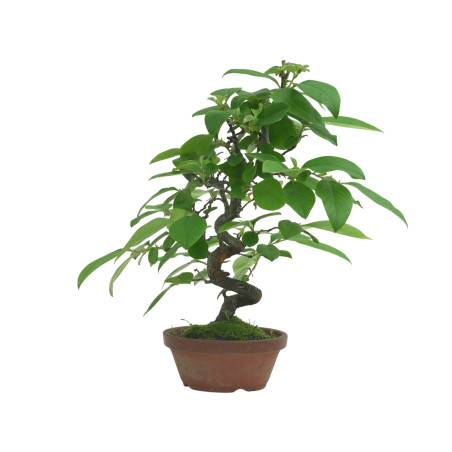 CHAENOMELES SINENSIS IB82