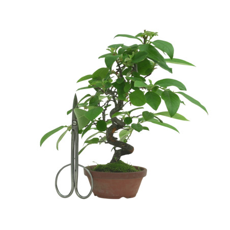 CHAENOMELES SINENSIS IB82