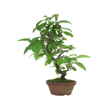 CHAENOMELES SINENSIS IB82
