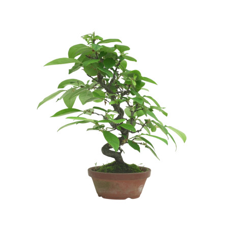CHAENOMELES SINENSIS IB82