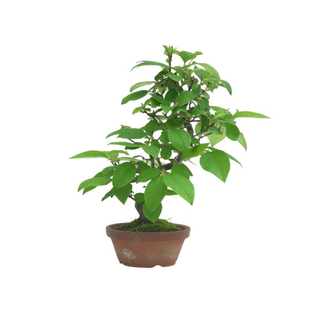 CHAENOMELES SINENSIS IB82