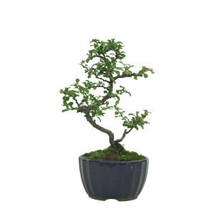 CHAENOMELES IB133