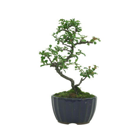 CHAENOMELES IB133