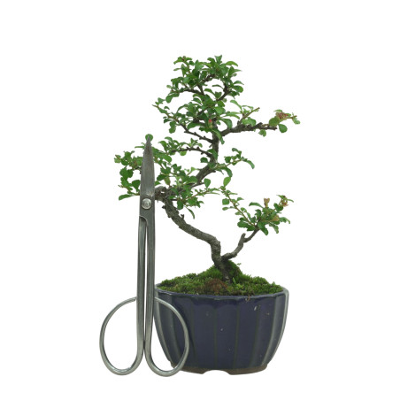 CHAENOMELES IB133