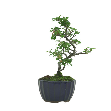 CHAENOMELES IB133