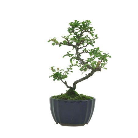 CHAENOMELES IB133