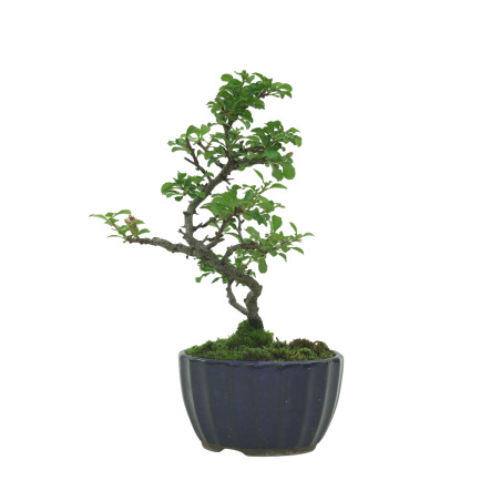 CHAENOMELES IB133