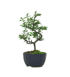 CHAENOMELES IB135