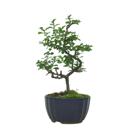 CHAENOMELES IB135