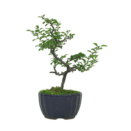 CHAENOMELES IB135