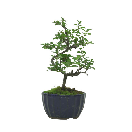 CHAENOMELES IB135