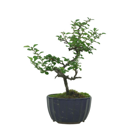 CHAENOMELES IB135