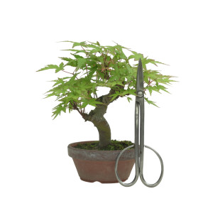 ACER PALMATUM IB232