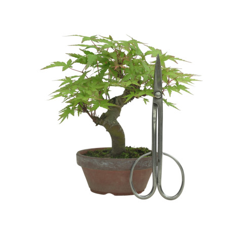 ACER PALMATUM IB232