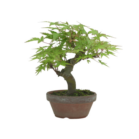 ACER PALMATUM IB232