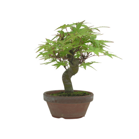 ACER PALMATUM IB232