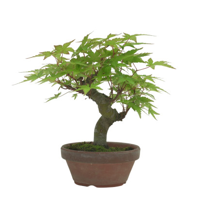 ACER PALMATUM IB232