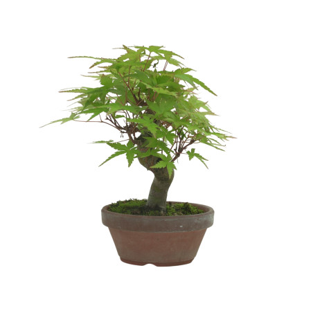 ACER PALMATUM IB232