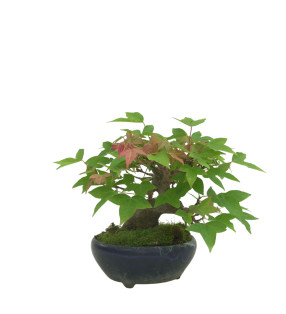 ACER BUERGERIANUM IB169
