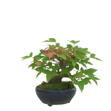 ACER BUERGERIANUM IB169