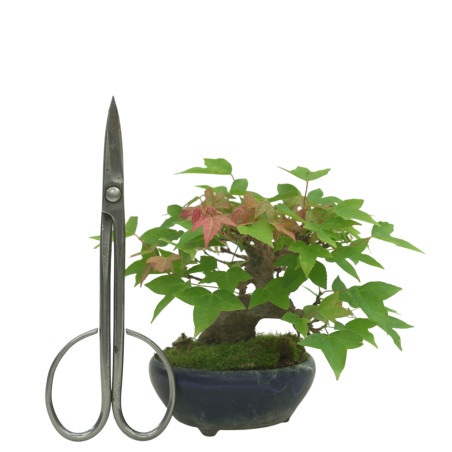ACER BUERGERIANUM IB169