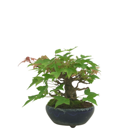 ACER BUERGERIANUM IB169