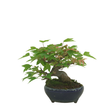 ACER BUERGERIANUM IB169