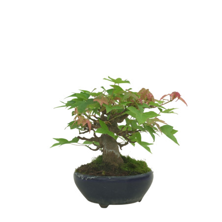 ACER BUERGERIANUM IB169