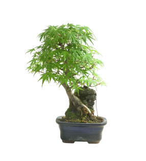 ACER PALMATUM IB100