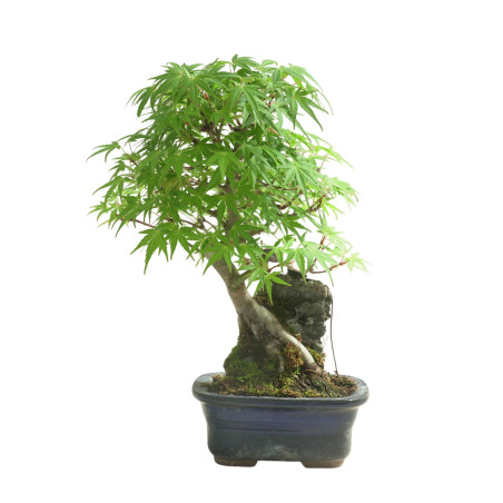 ACER PALMATUM IB100