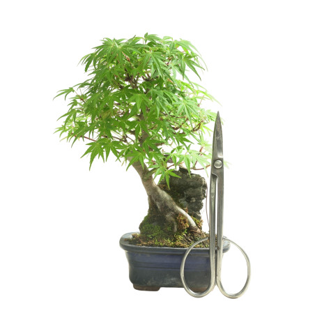 ACER PALMATUM IB100