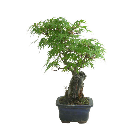 ACER PALMATUM IB100